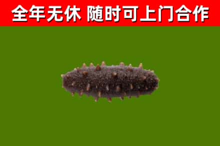 拉萨市烟酒回收干海参.jpg